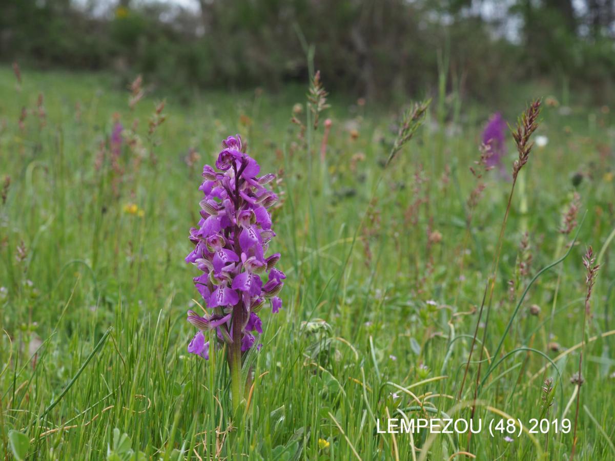 Orchid, Green-winged plant